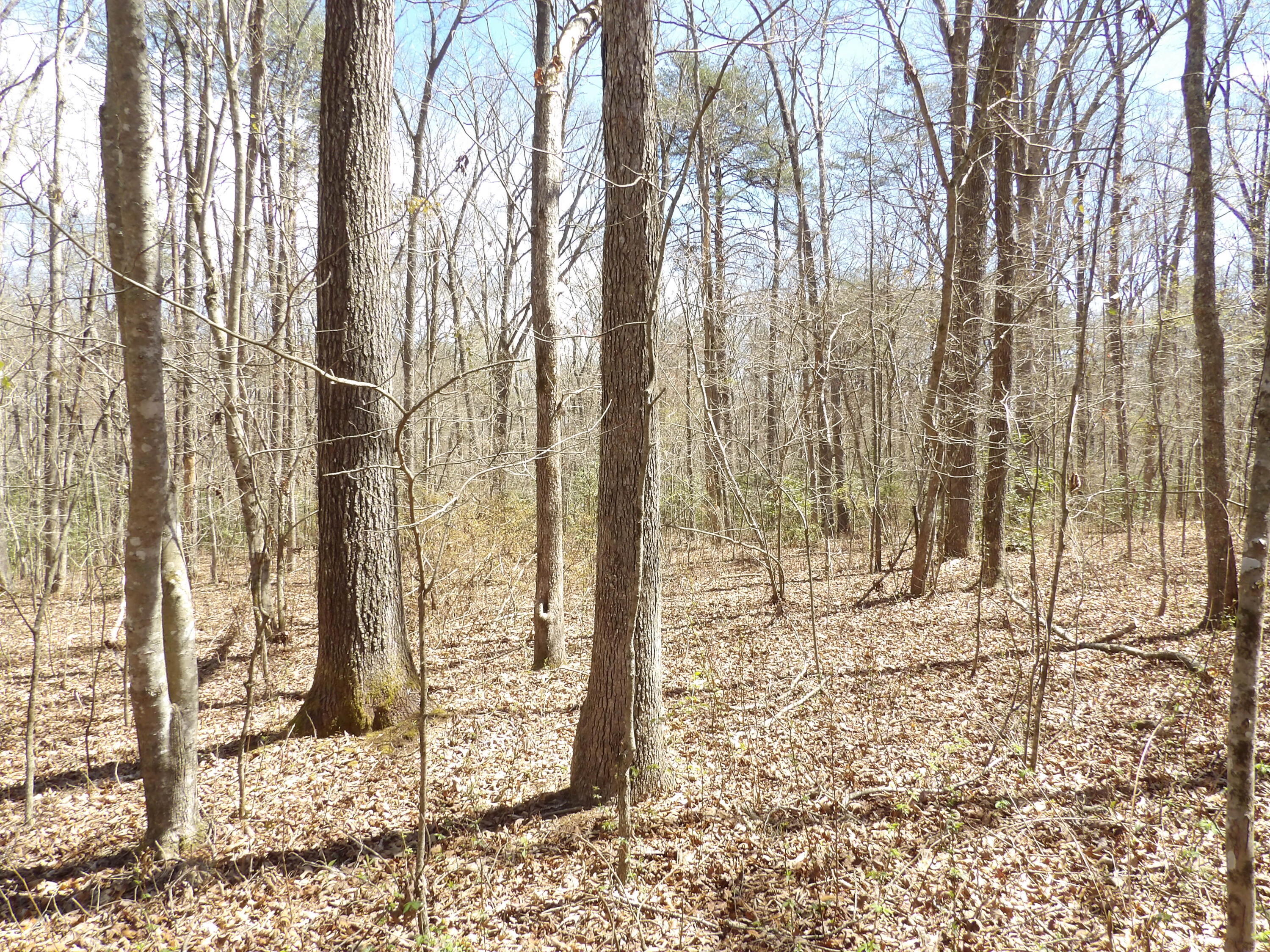 776 Pine Road Pikeville, TN 37367 - Photo 10 of 17 20240408150151297548000000-o