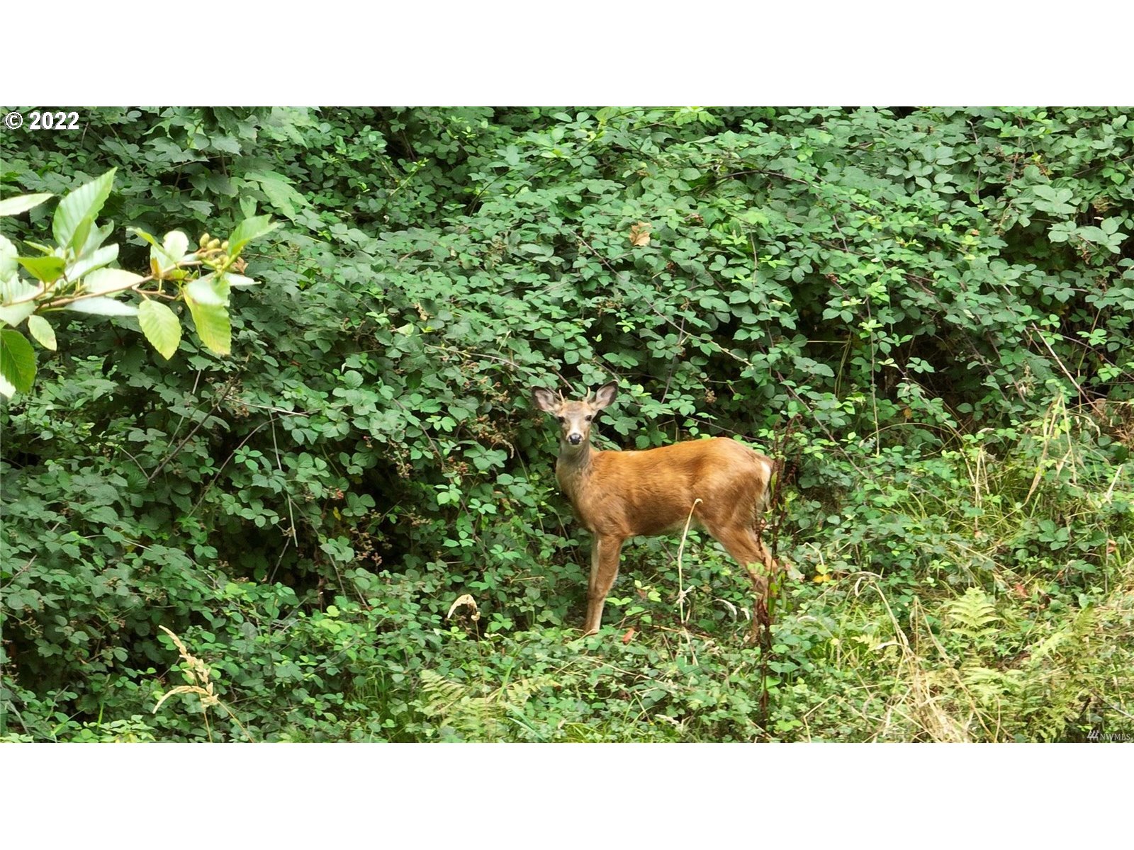 142 James Street Longview, WA 98632 - Photo 31 of 32