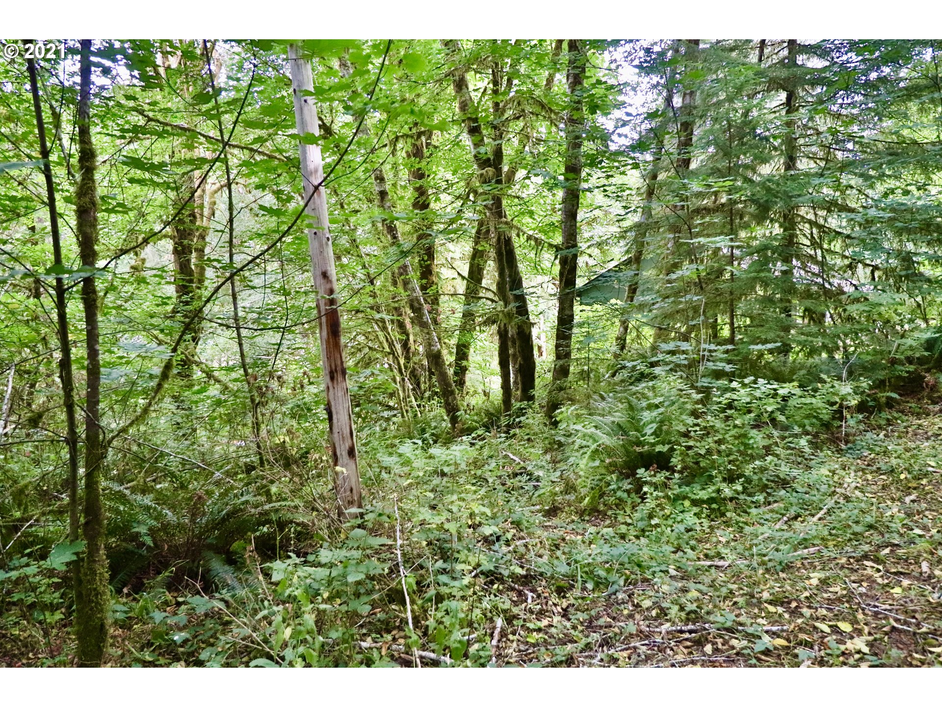 71541 Fishhawk Road Birkenfeld, OR 97016 - Photo 3 of 4 Gallery Image 3