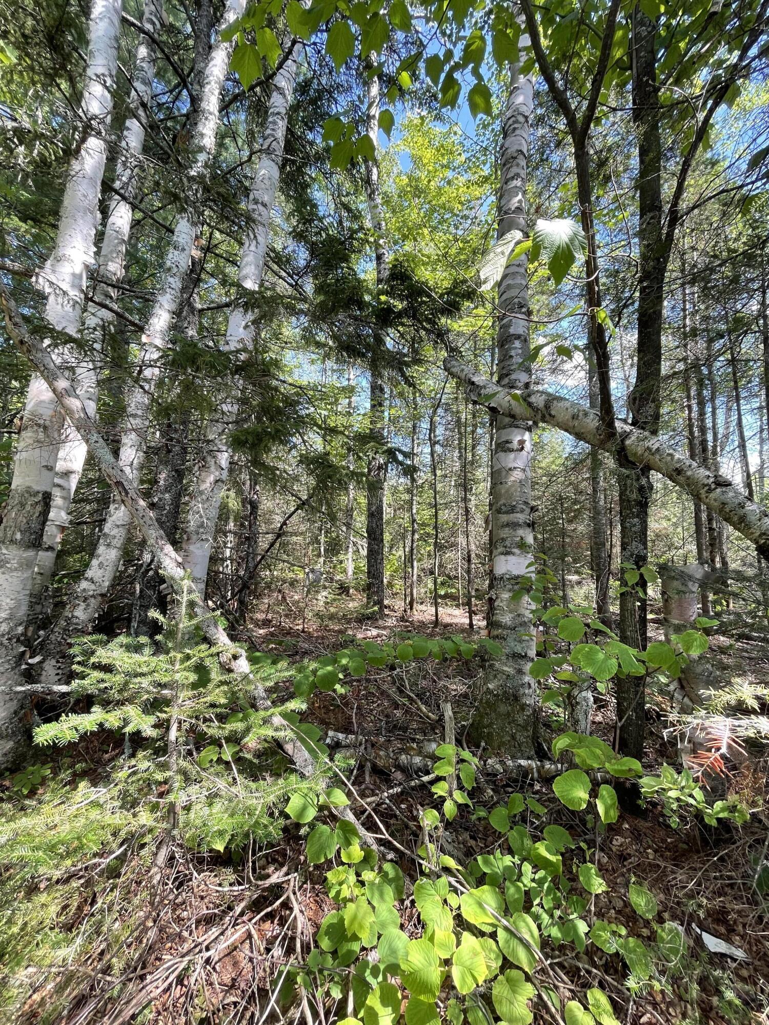 0 Folsom Farm Road Greenville, ME 04441 - Photo 8 of 23 image-20220722-191331-07c8290d
