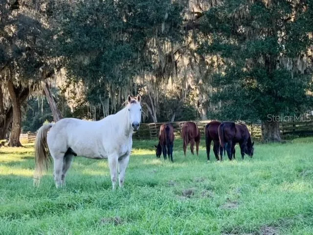 $3,995,000 | 12275 West Highway 318, Williston, FL 32696