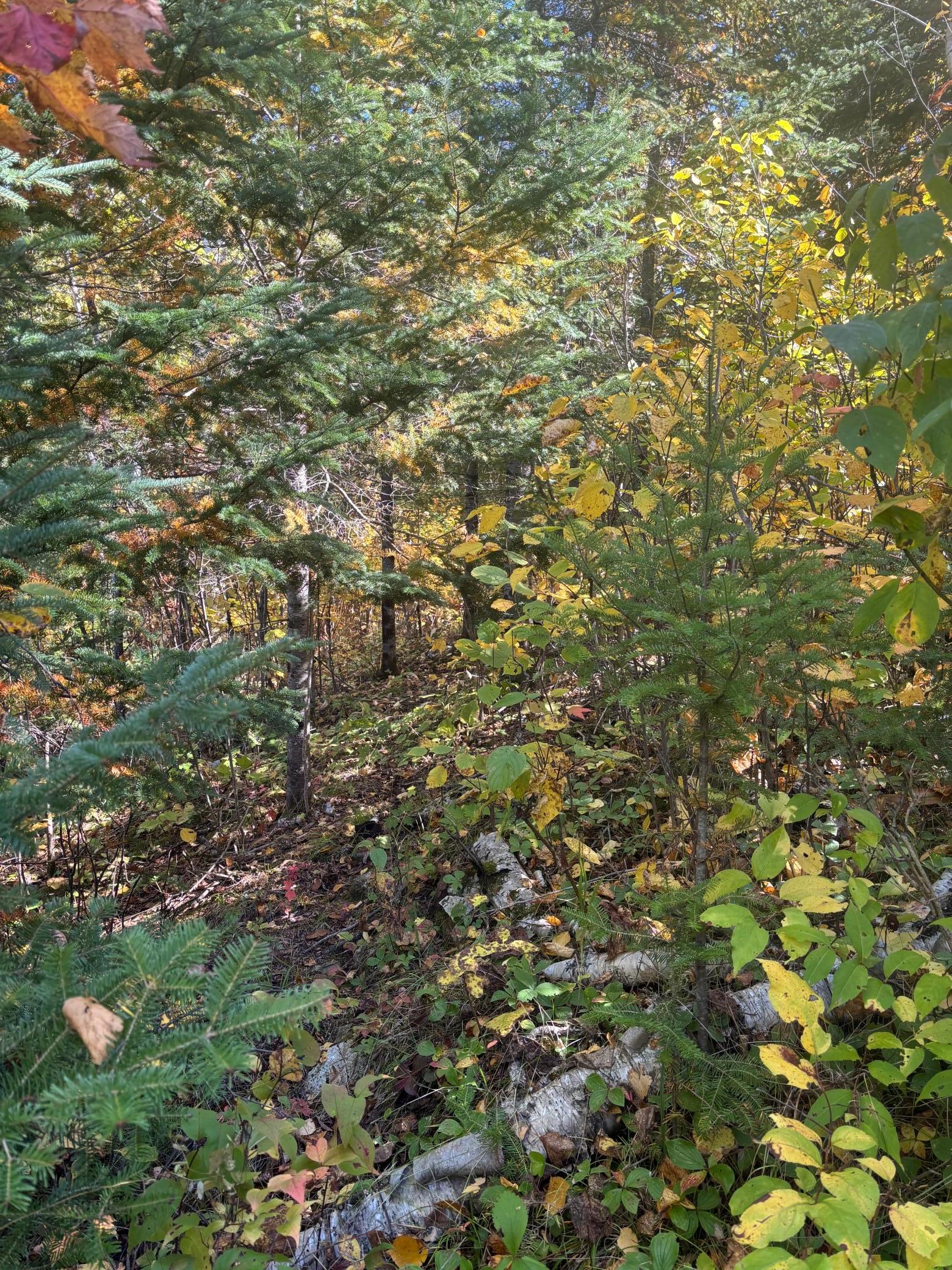 Tbd Armstrong Bay Road Ely, MN 55731 - Photo 11 of 13 Gallery Image 11