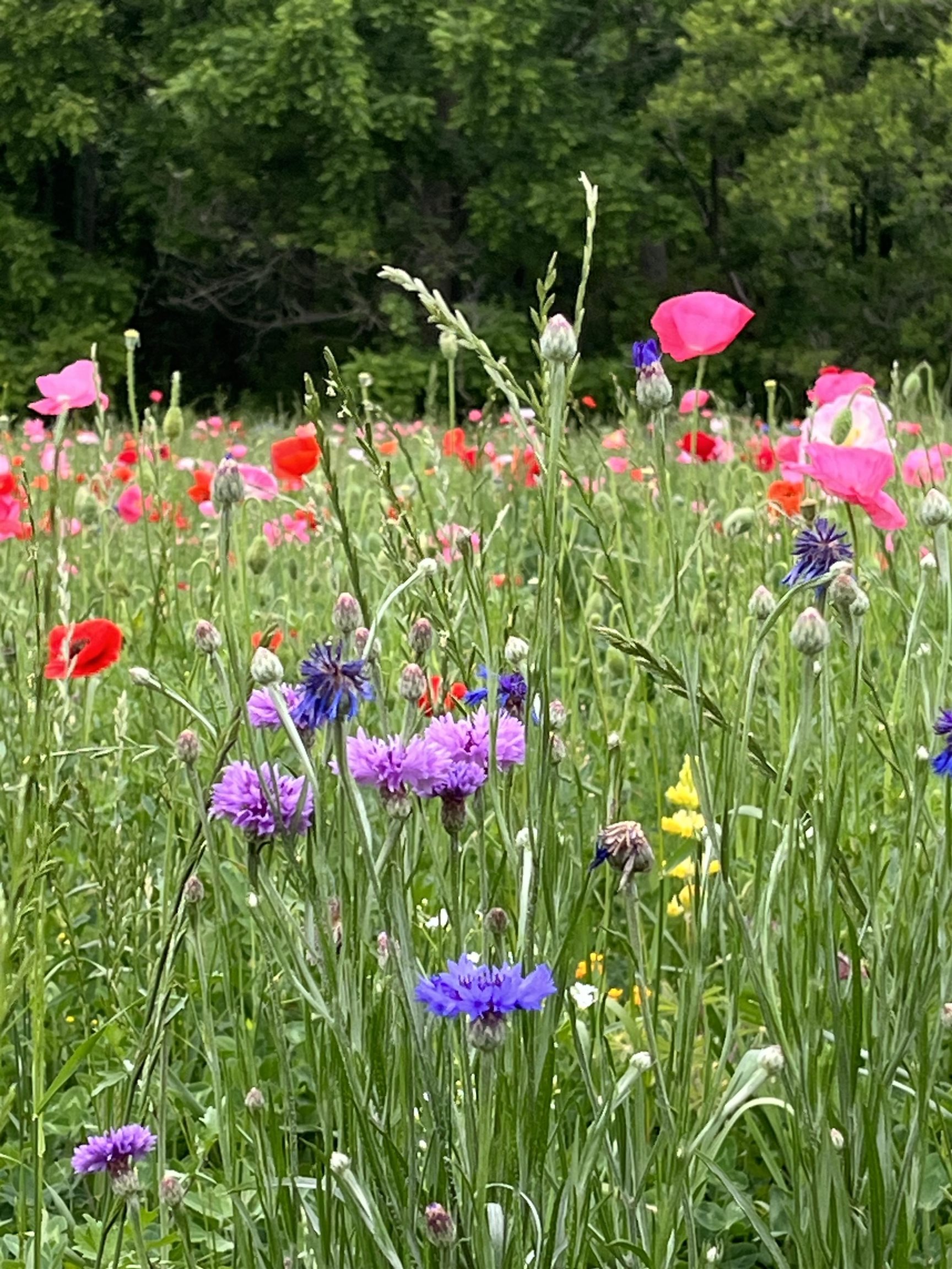 2542 County Rd P Road Verona, WI 53593 - Photo 102 of 103