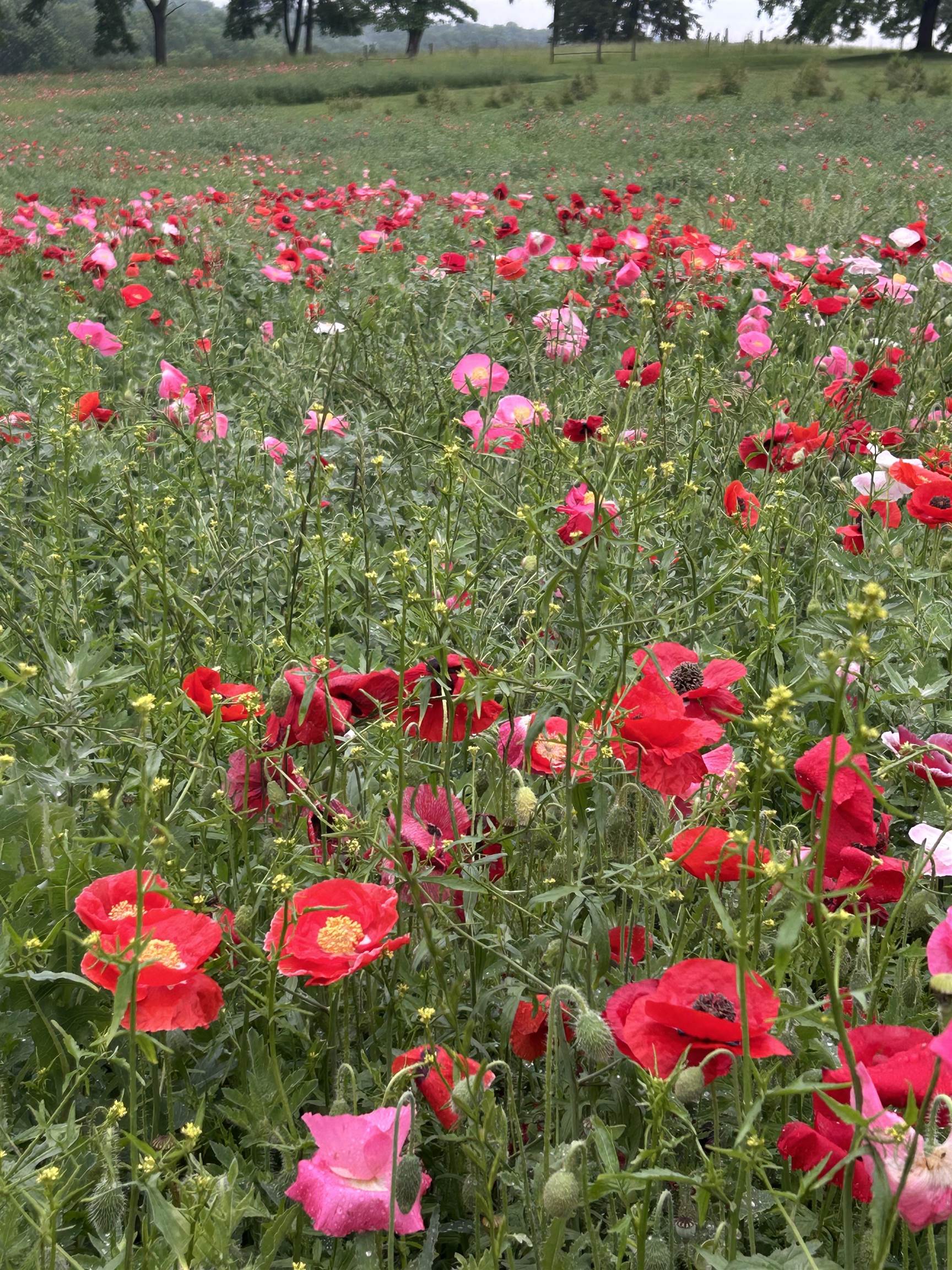 2542 County Rd P Road Verona, WI 53593 - Photo 16 of 103