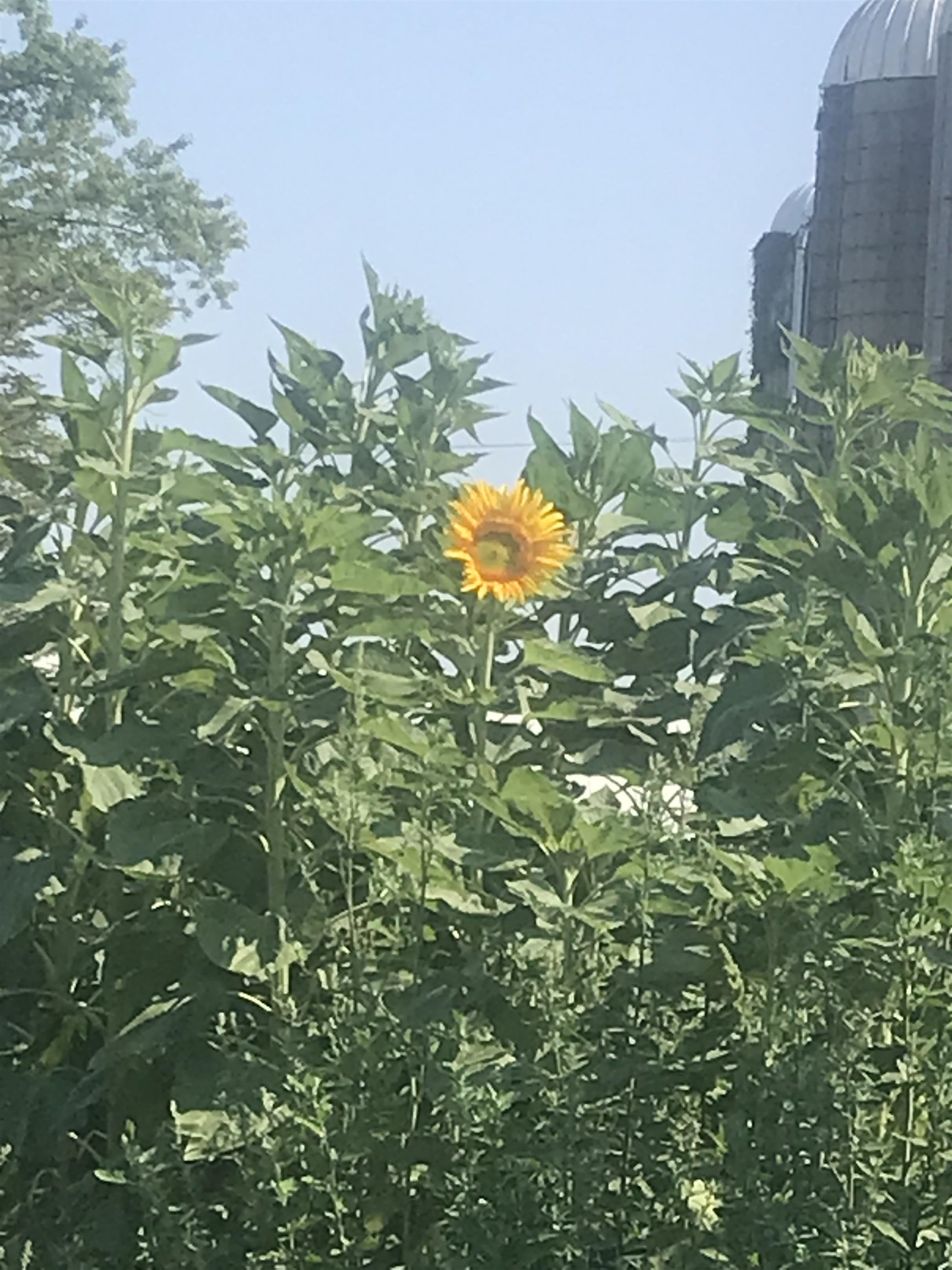 2542 County Rd P Road Verona, WI 53593 - Photo 63 of 89