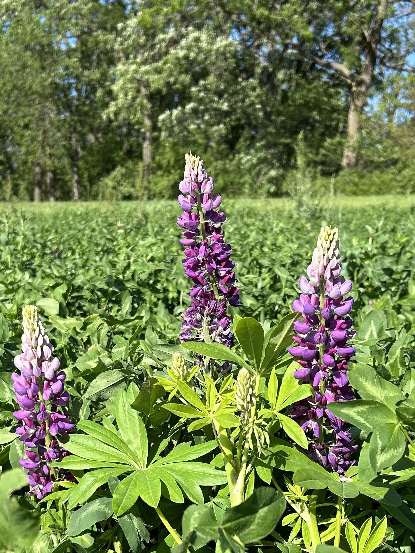 2542 County Rd P Road Verona, WI 53593 - Photo 64 of 89
