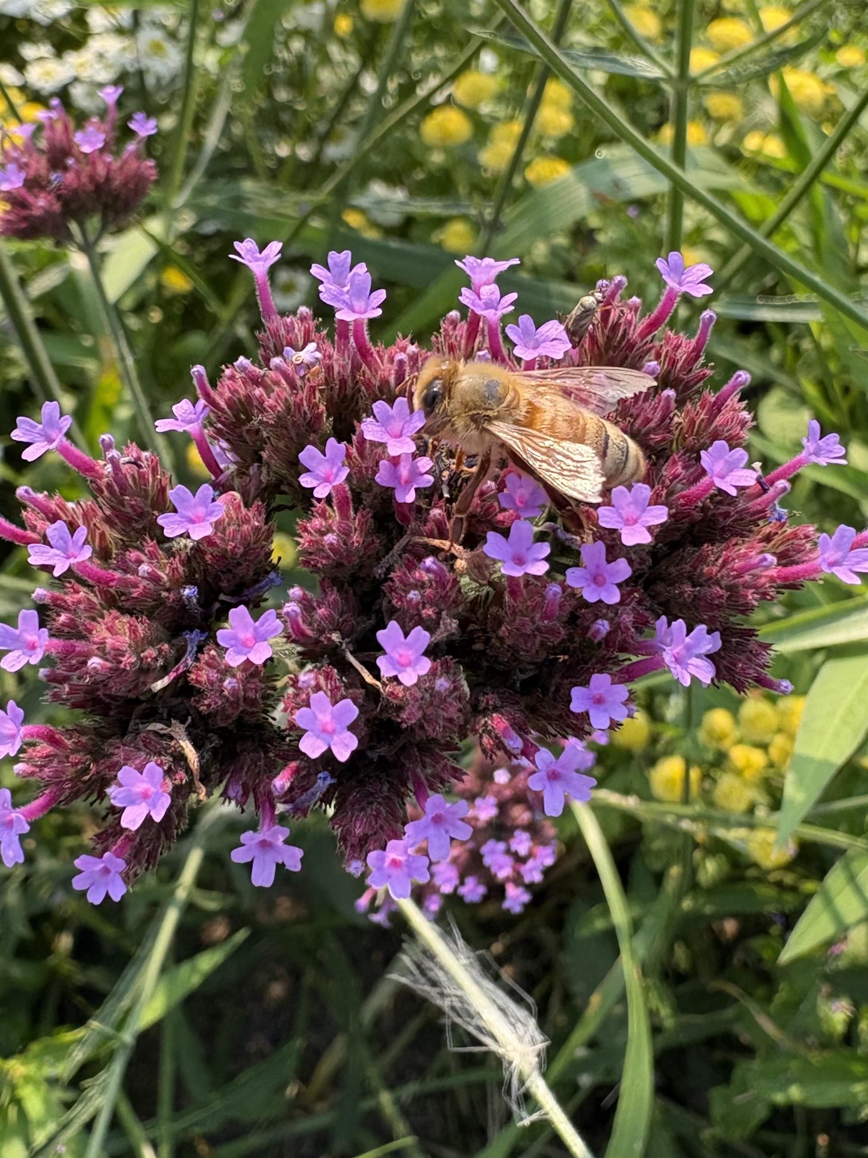 2542 County Rd P Road Verona, WI 53593 - Photo 69 of 89