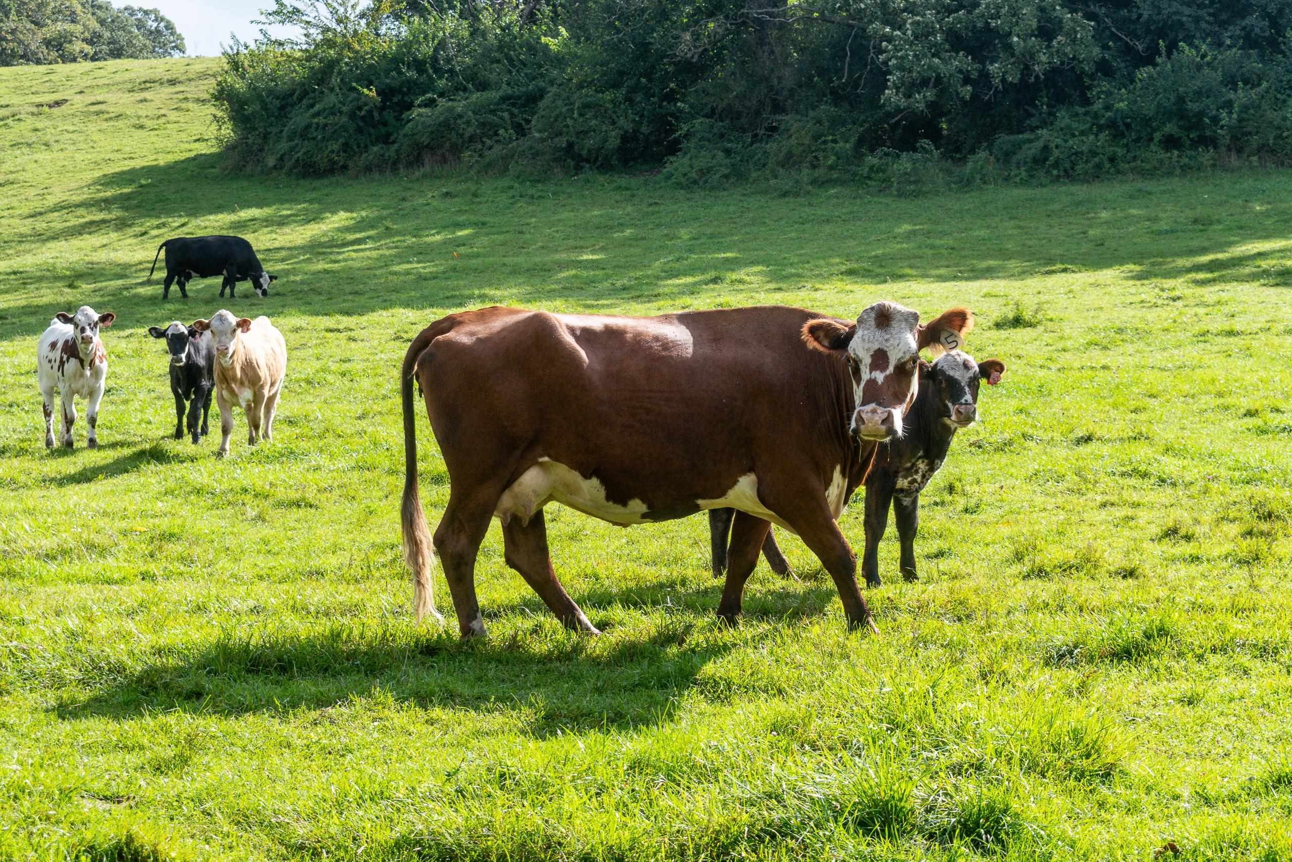 2542 County Rd P Road Verona, WI 53593 - Photo 82 of 89