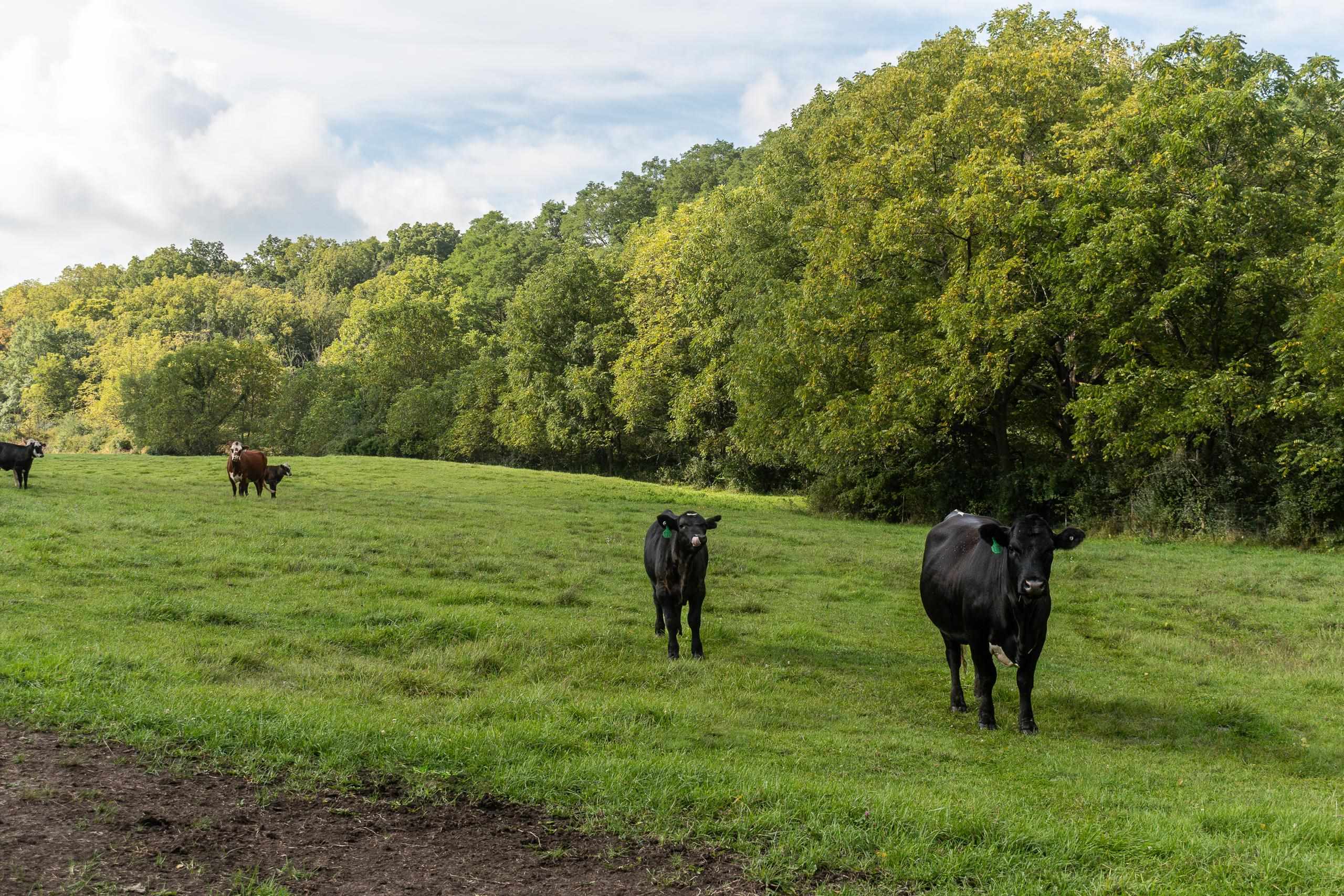 2542 County Rd P Road Verona, WI 53593 - Photo 83 of 89