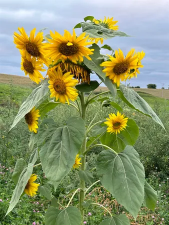 $1,775,000 | 2542 County Rd P Road, Verona, WI 53593