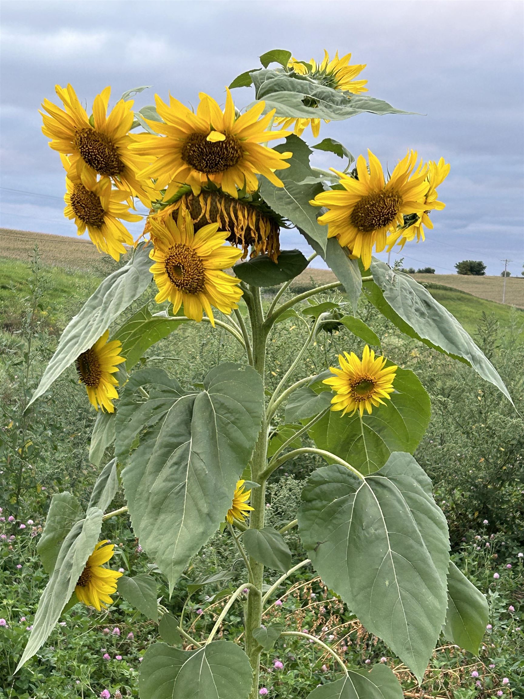 2542 County Rd P Road Verona, WI 53593 - Photo 88 of 103