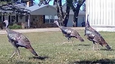 2542 County Rd P Road Verona, WI 53593 - Photo 91 of 103