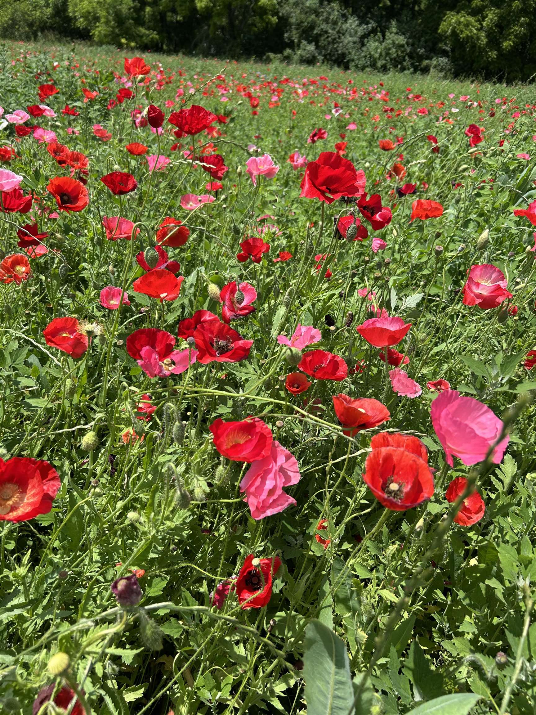 2542 County Rd P Road Verona, WI 53593 - Photo 92 of 103