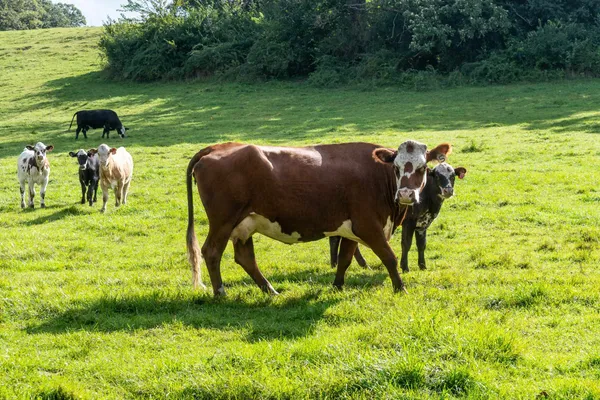 $1,775,000 | 2542 County Rd P Road, Verona, WI 53593