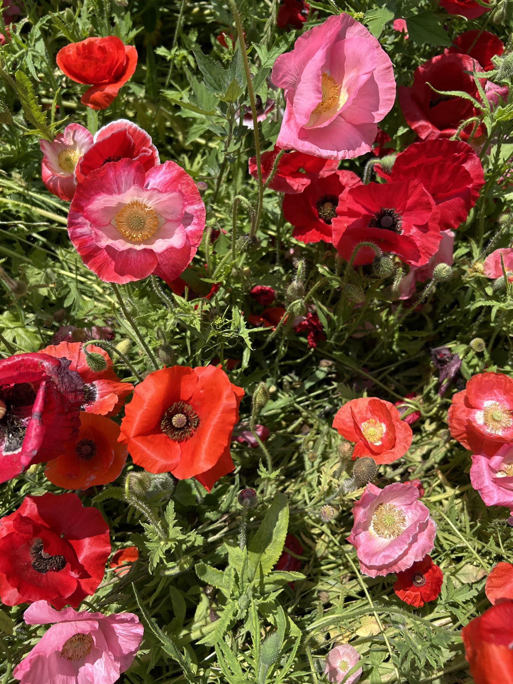 2542 County Rd P Road Verona, WI 53593 - Photo 98 of 103