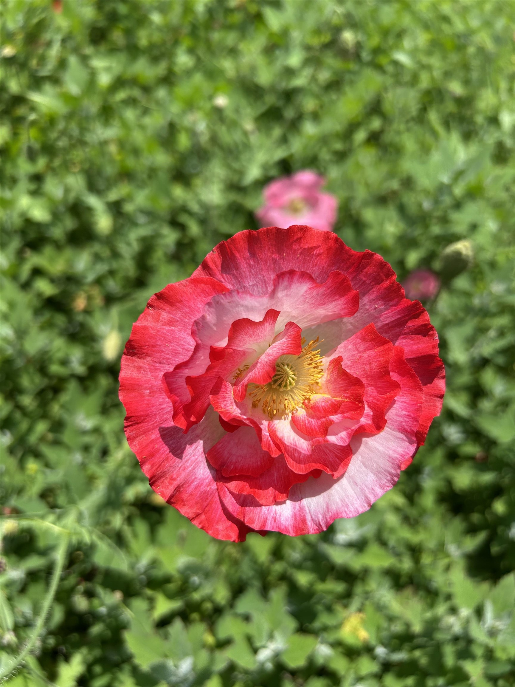 2542 County Rd P Road Verona, WI 53593 - Photo 99 of 103