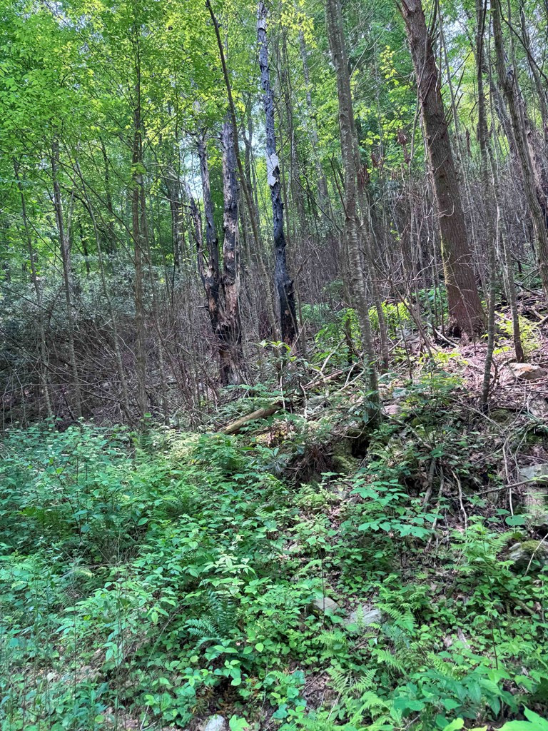 88-acres Bolden Branch Road Andrews, NC 28901 - Photo 6 of 34