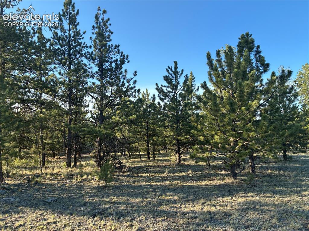 Tbd Doe Valley Road Guffey, CO 80820 - Photo 12 of 19 The perfect blend of vegetation.