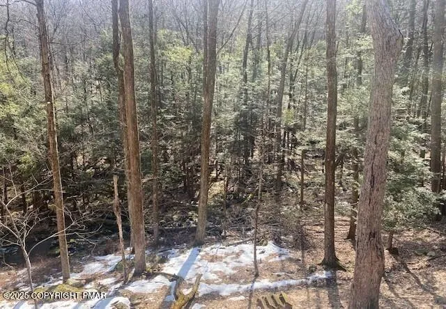 a view of a forest that has a tree