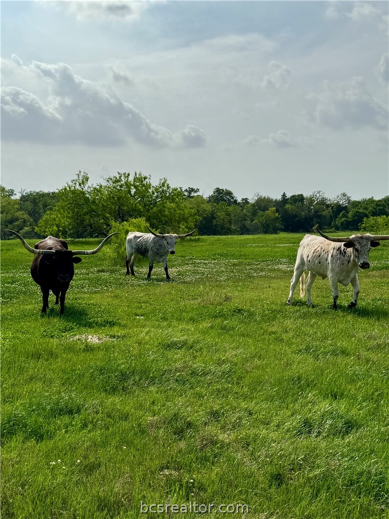 15420 Arhopulos Road College Station, TX 77845 - Photo 20 of 42