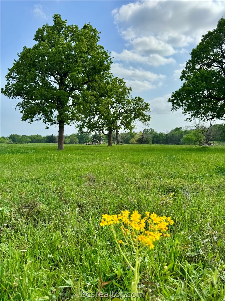 15420 Arhopulos Road College Station, TX 77845 - Photo 2 of 42
