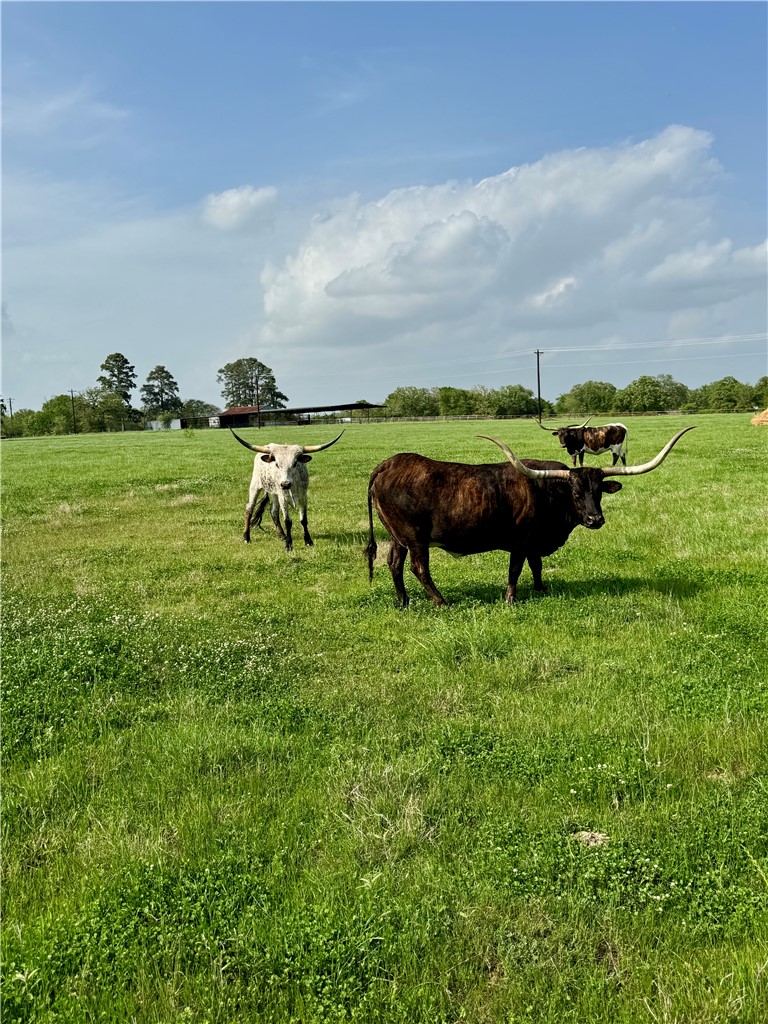 15420 Arhopulos Road College Station, TX 77845 - Photo 22 of 42