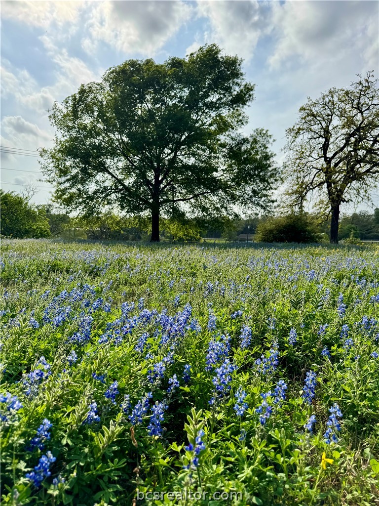 15420 Arhopulos Road College Station, TX 77845 - Photo 3 of 42
