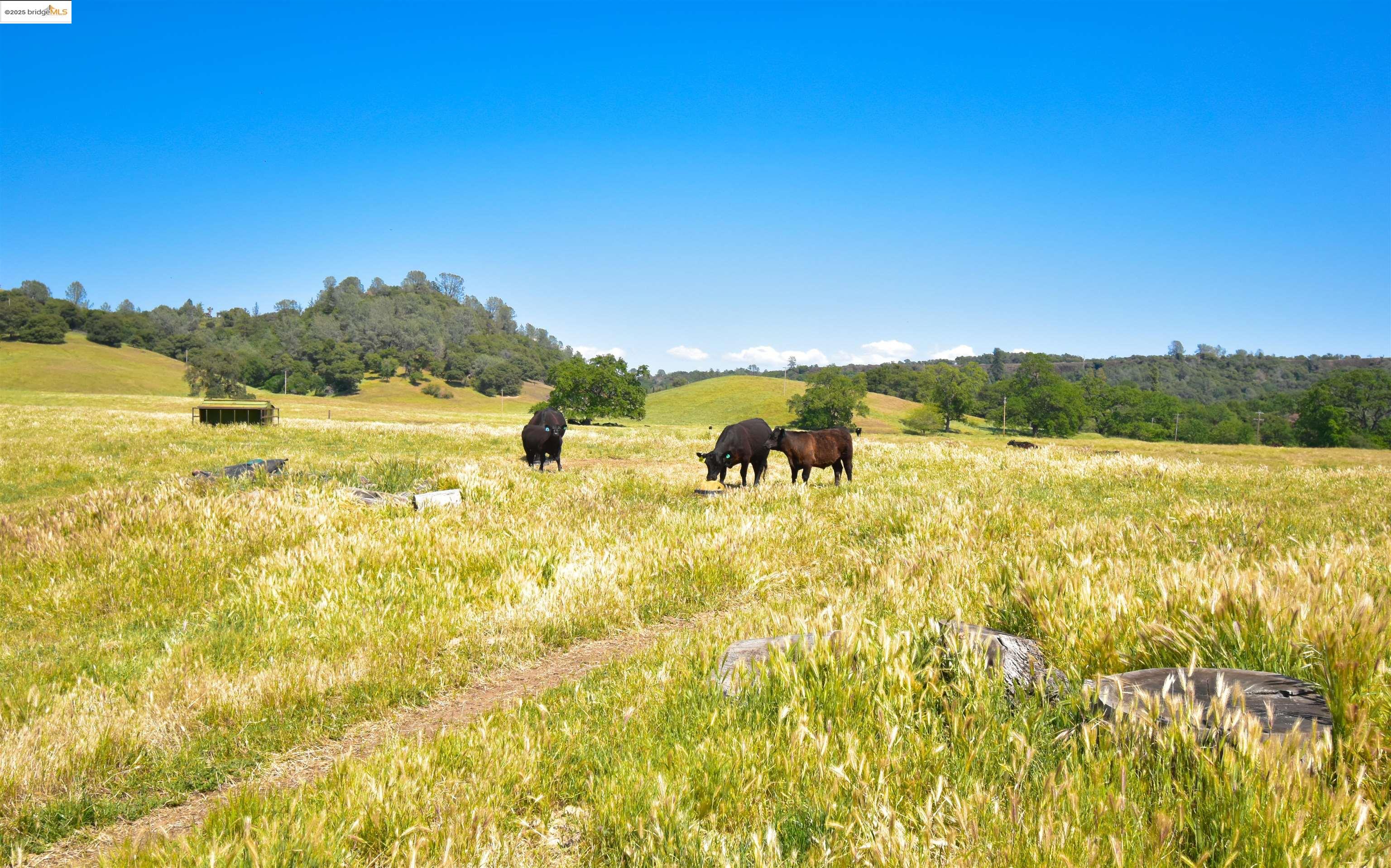 9325 Fraguero Road Sonora, CA 95370 - Photo 13 of 19 a view of yard with ocean view