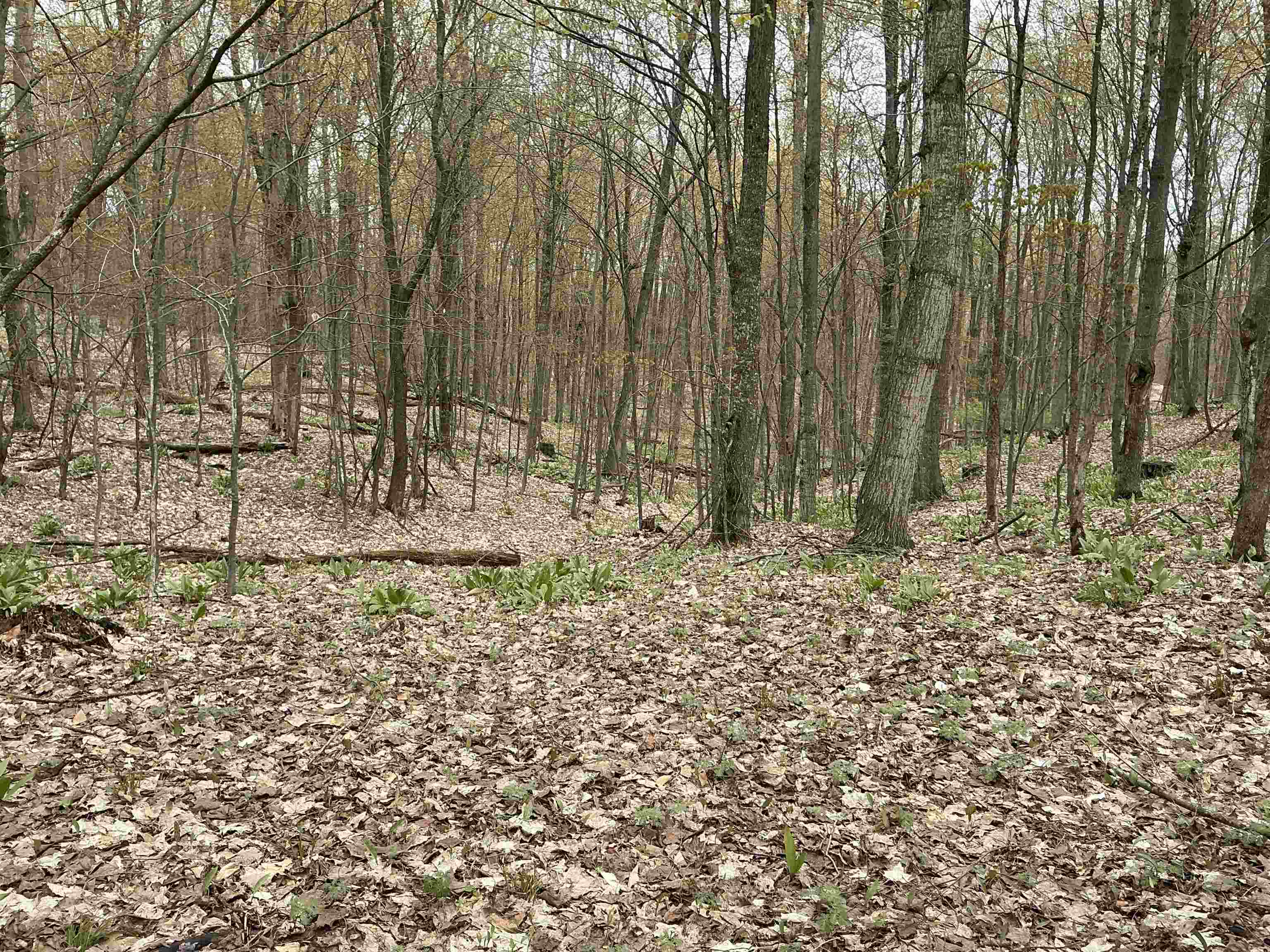 20-acres Zimmerman Road Northwest Alden, MI 49612 - Photo 3 of 11