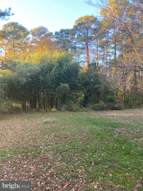 23484 Deal Island Road Deal Island, MD 21821 - Photo 24 of 25 a view of a yard with a tree