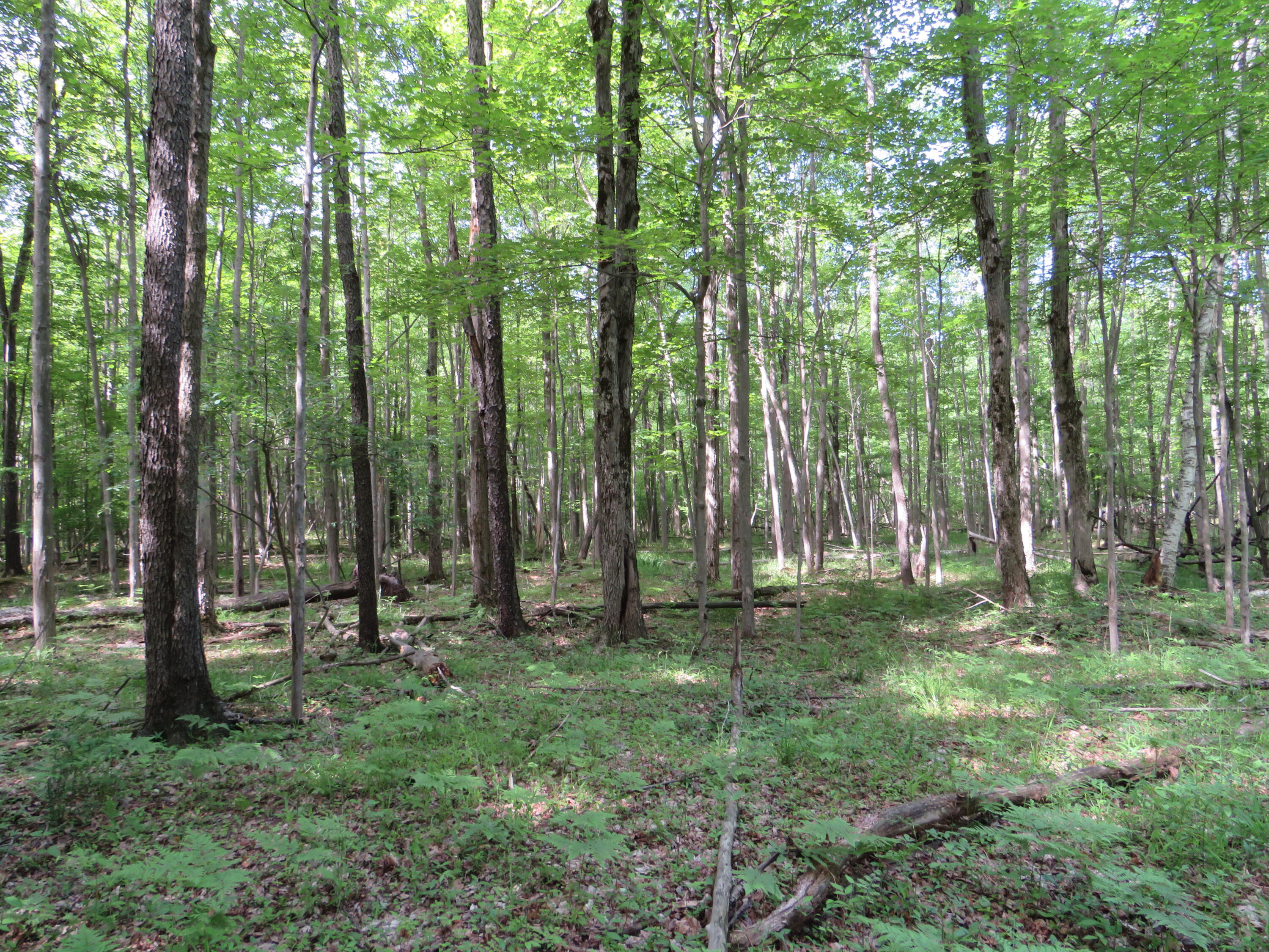 Vl South Elkton Road Owendale, MI 48754 - Photo 3 of 39 IMG_6424