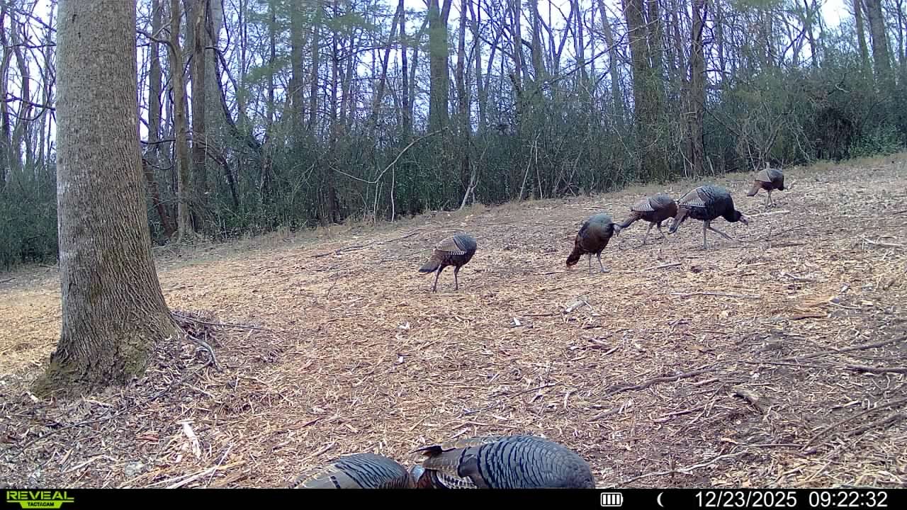 501 Tallent Road Pulaski, TN 38478 - Photo 10 of 23 a view of a forest with trees in the background