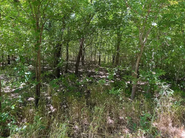 a view of a lush green forest
