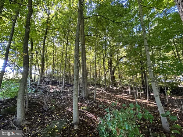 a view of a tree in a yard