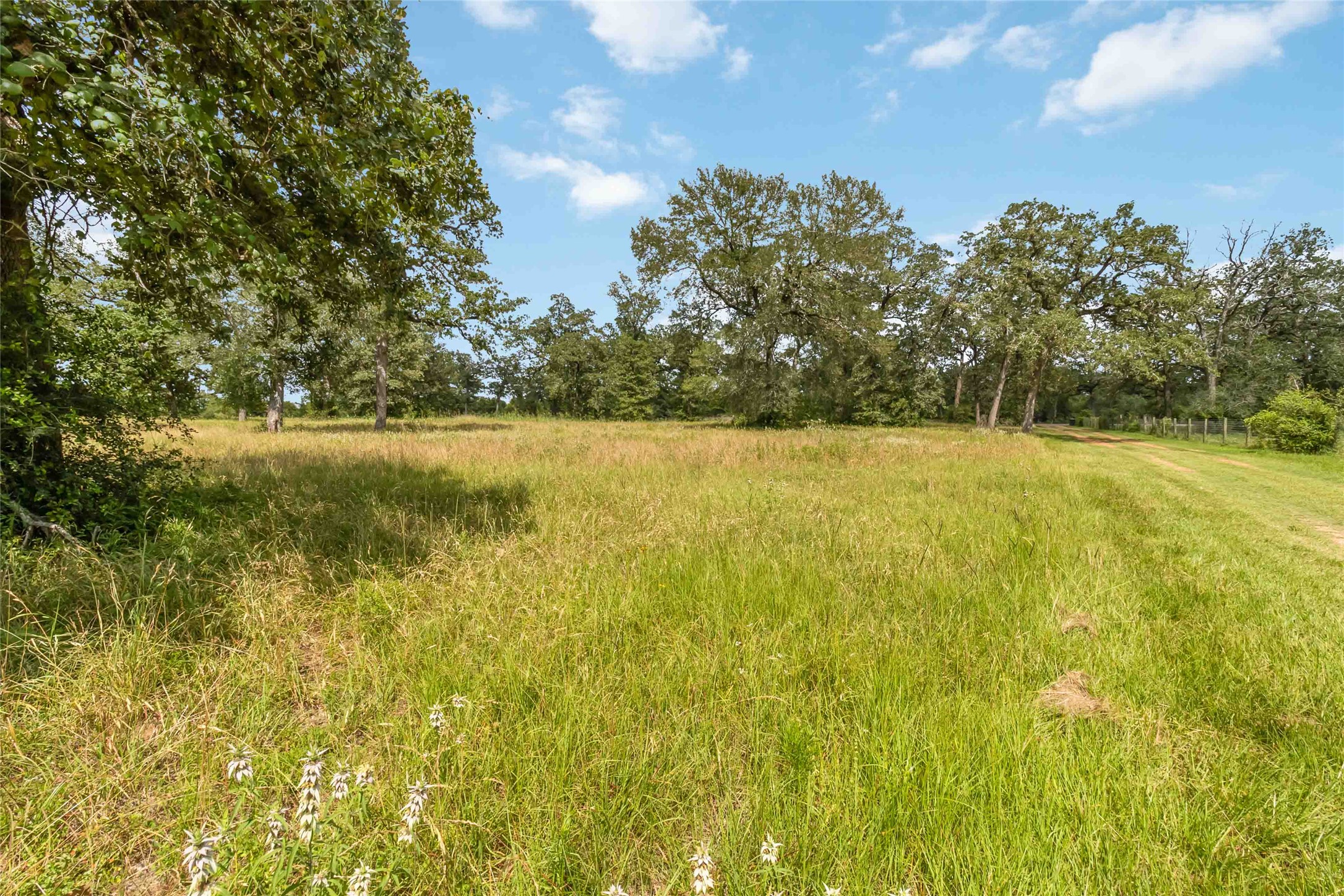 1208 Jeddo Road Rosanky, TX 78953 - Photo 37 of 40 Vast, open pastureland with mature trees offers a serene natural canvas.