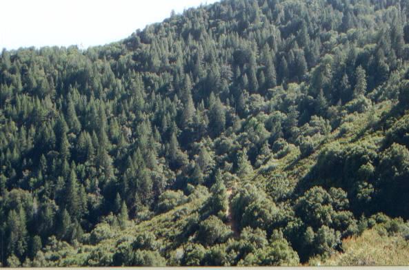0 Duncan Creek Road Igo, CA 96047 - Photo 3 of 4 Third View