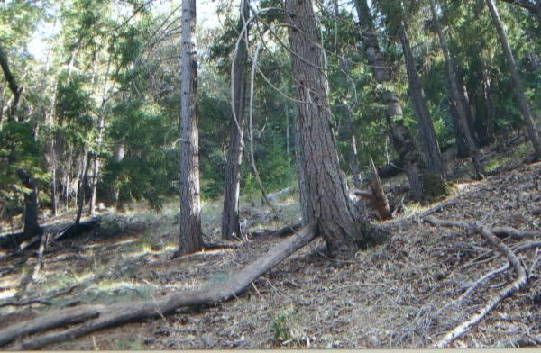 0 Duncan Creek Road Igo, CA 96047 - Photo 4 of 4 Fourth View