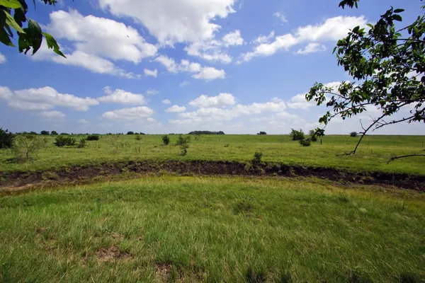 a view of a big yard with a house in the background