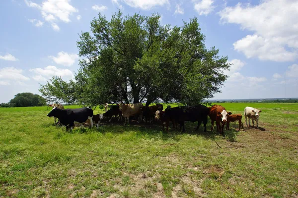 a view of a field of grass and trees