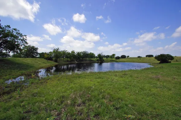 a view of a forest with a tree