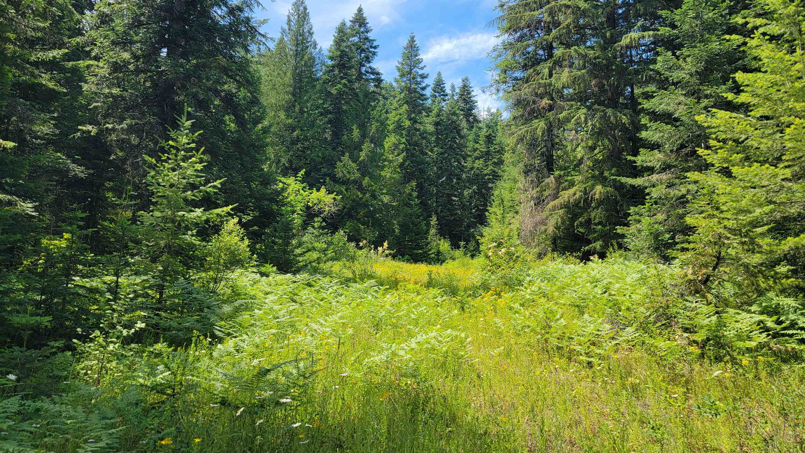Nkn Bead Lake Road Newport, WA 99156 - Photo 13 of 44 Gallery Image 13