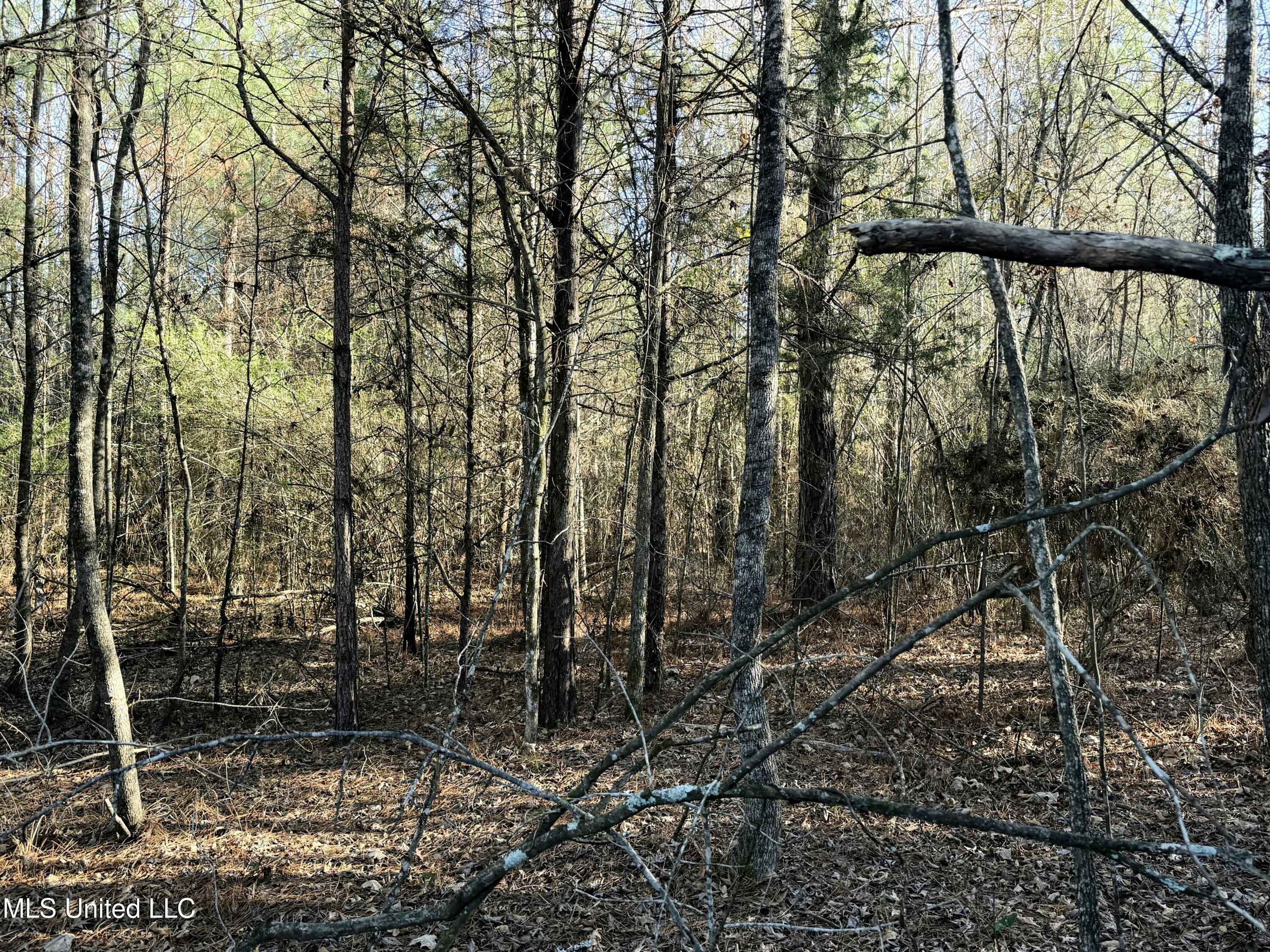 0 Ben Luckett Road Camden, MS 39045 - Photo 6 of 16 6.