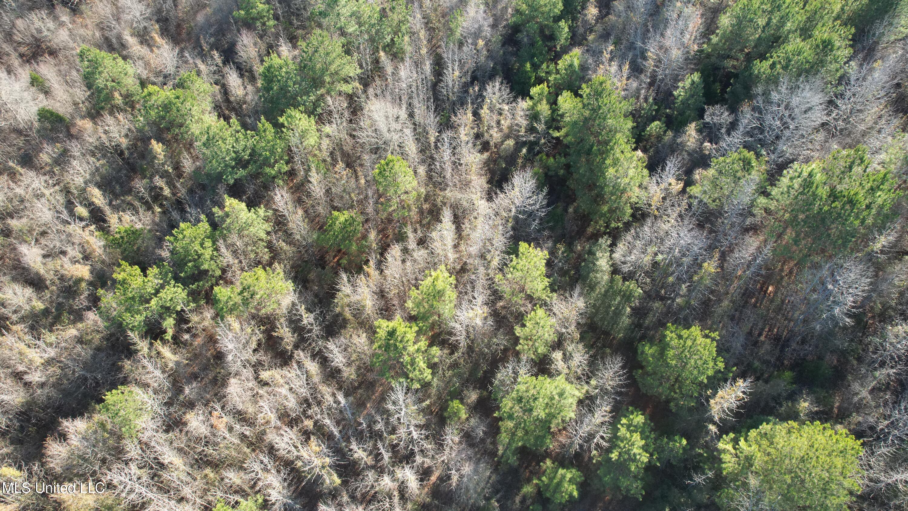 0 Ben Luckett Road Camden, MS 39045 - Photo 8 of 16 8.