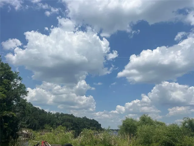 a view of a lot of trees in back yard