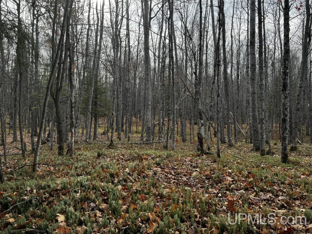 Tbd Skanee Road Skanee, MI 49962 - Photo 16 of 24 Gallery Image 16