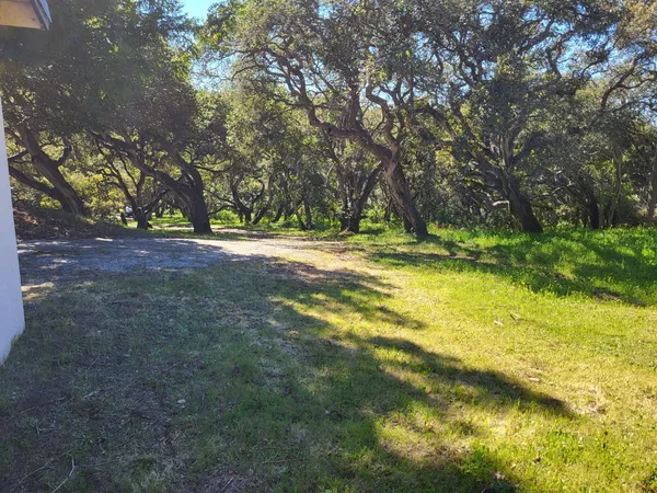 a view of a trees in a yard