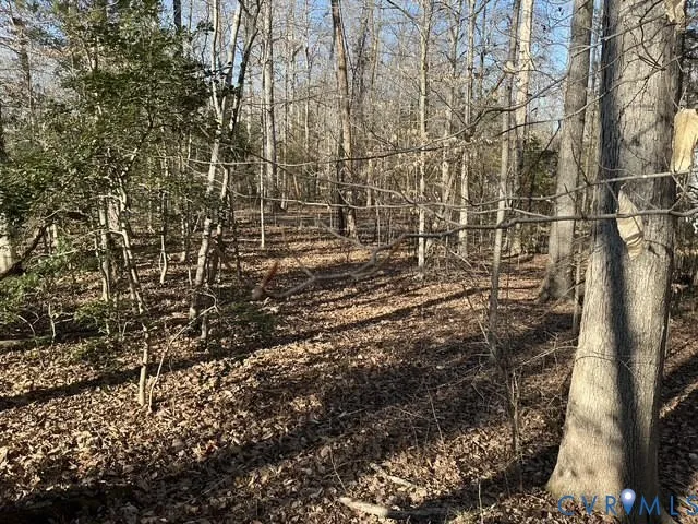a view of a forest with trees