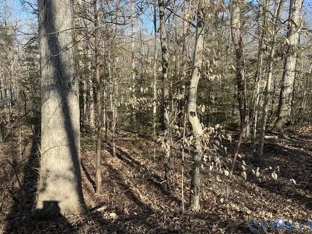 a view of a yard with large trees