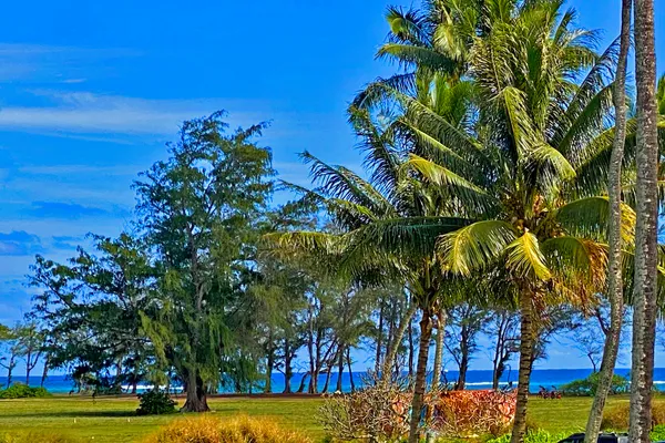 a view of a yard with a palm tree