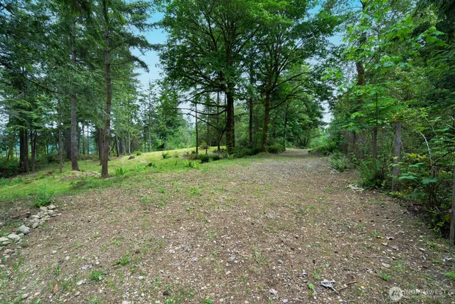 a view of a forest with trees in the background